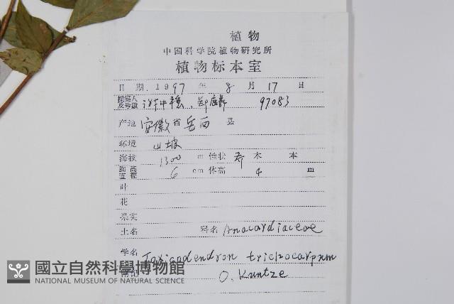 毛漆樹藏品圖，第2張