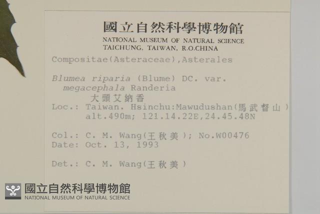 大頭艾納香藏品圖，第2張