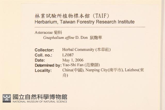 鼠麴草藏品圖，第2張