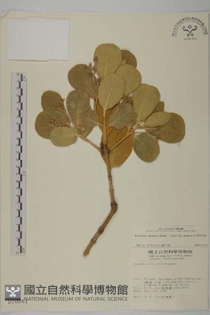 日本衛矛, 大葉黃楊藏品圖，第1張