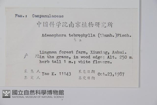 輪葉沙參藏品圖，第2張