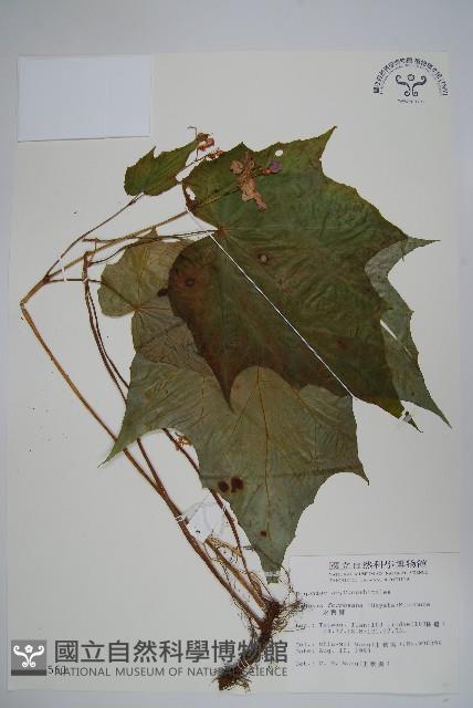 水鴨腳藏品圖，第1張