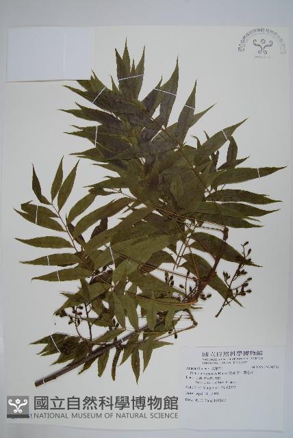 黃連木、爛心木藏品圖，第1張