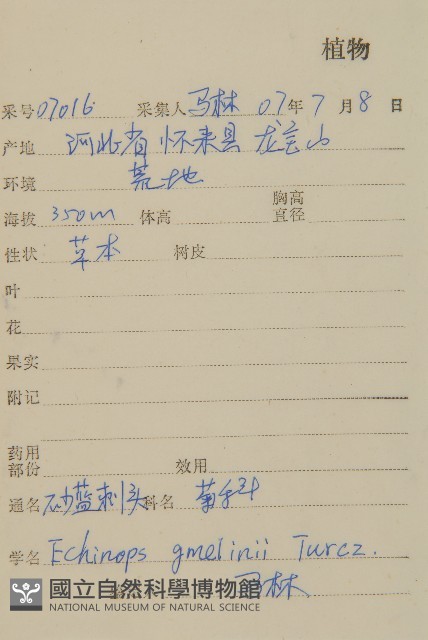 砂藍刺頭藏品圖，第2張