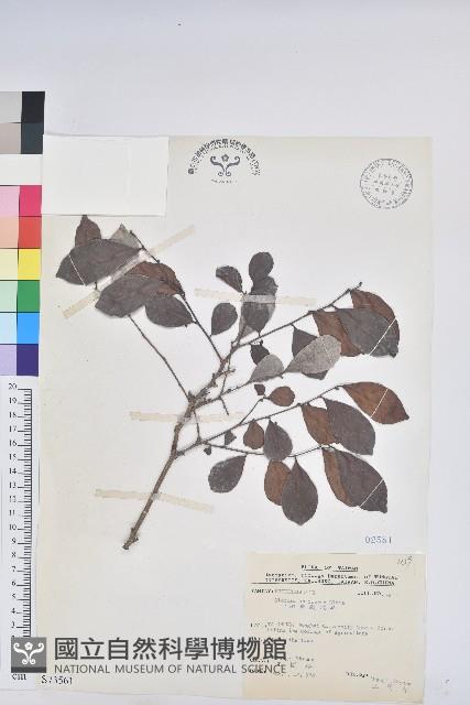 細葉饅頭果藏品圖，第1張