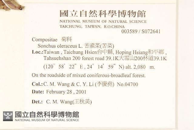 苦滇菜、苦菜藏品圖，第2張