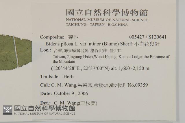 小白花鬼針藏品圖，第2張