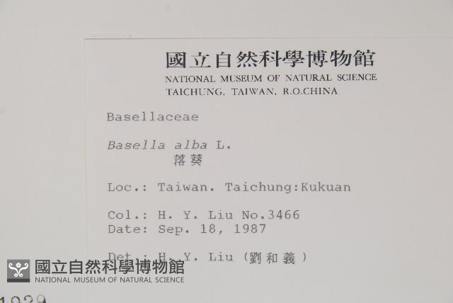 落葵藏品圖，第2張