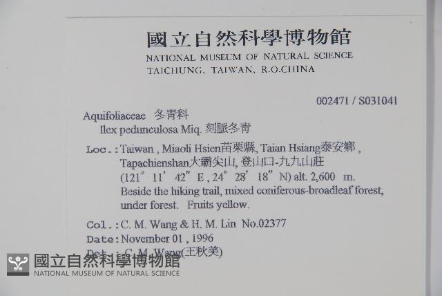 刻脈冬青藏品圖，第2張