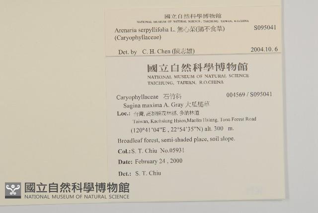 無心菜、鵝不食草藏品圖，第2張