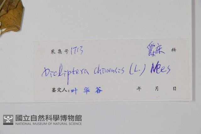 華九頭獅子草藏品圖，第2張