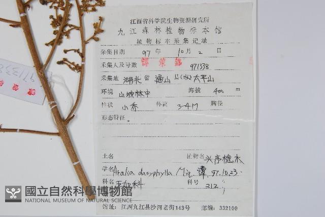 頭序蔥木藏品圖，第2張