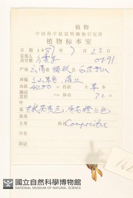 川西小黃菊藏品圖，第2張