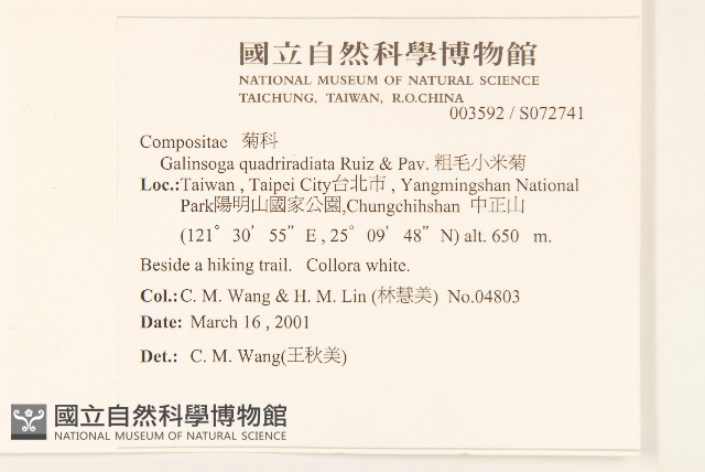 粗毛小米菊藏品圖，第2張