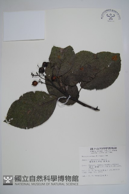 破布烏藏品圖，第1張