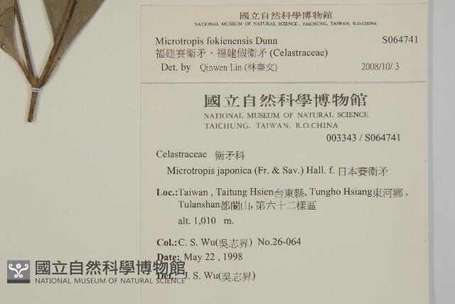 福建賽衛矛、福建假衛矛藏品圖，第2張