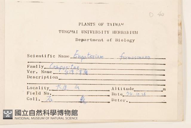 臺灣澤蘭藏品圖，第2張