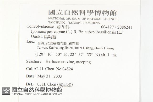 馬鞍藤藏品圖，第2張