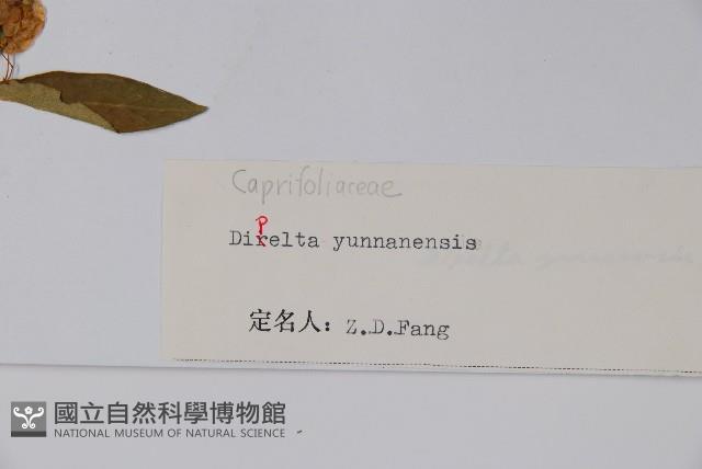 雲南雙盾木藏品圖，第2張