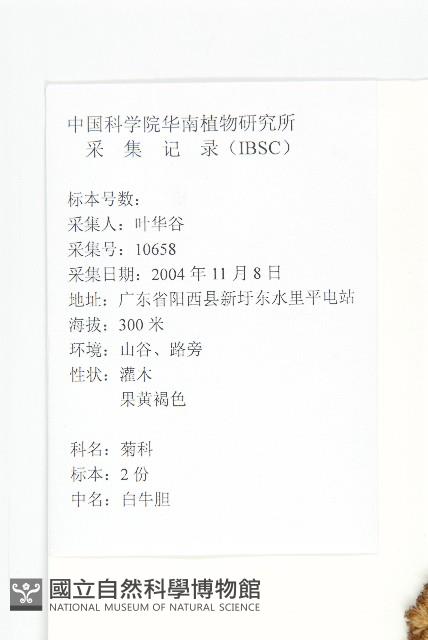 羊耳菊藏品圖，第2張