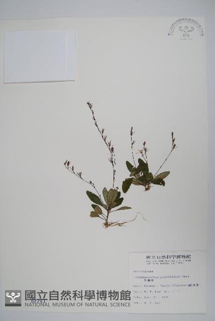 針刺草藏品圖，第1張