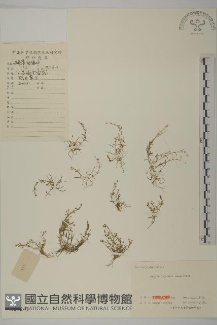 瓜槌草、漆姑草藏品圖，第1張