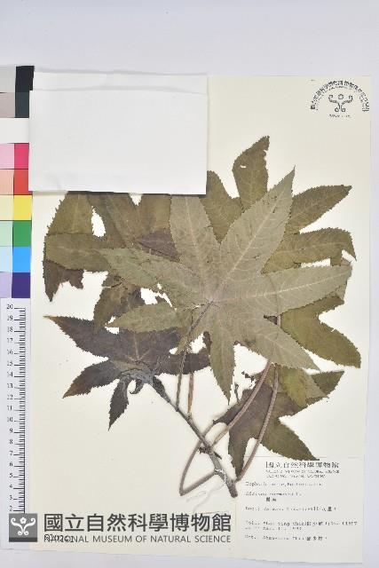 蓖麻藏品圖，第1張