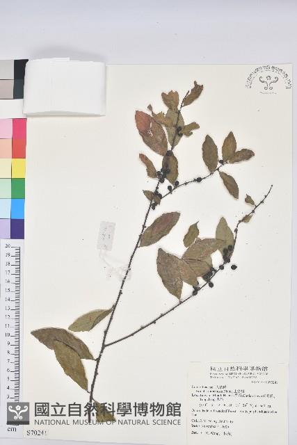 土密樹藏品圖，第1張