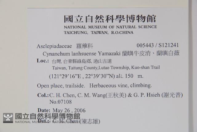 蘭嶼牛皮消、蘭嶼白薇藏品圖，第2張