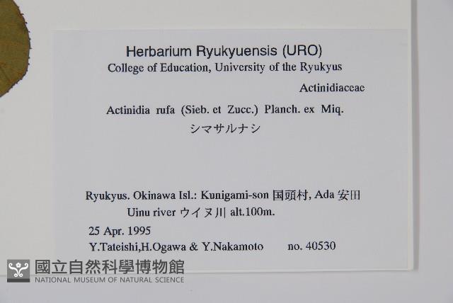 腺齒獼猴桃藏品圖，第2張