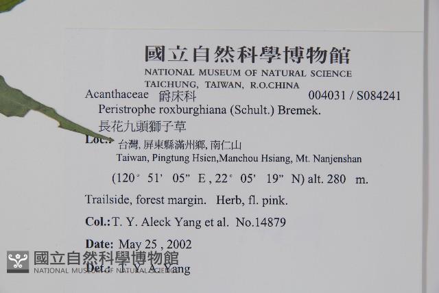 長花九頭獅子草、山藍藏品圖，第2張
