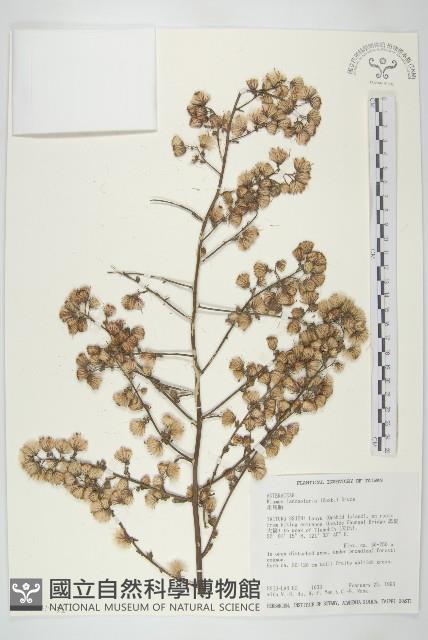 細葉水丁香藏品圖，第2張