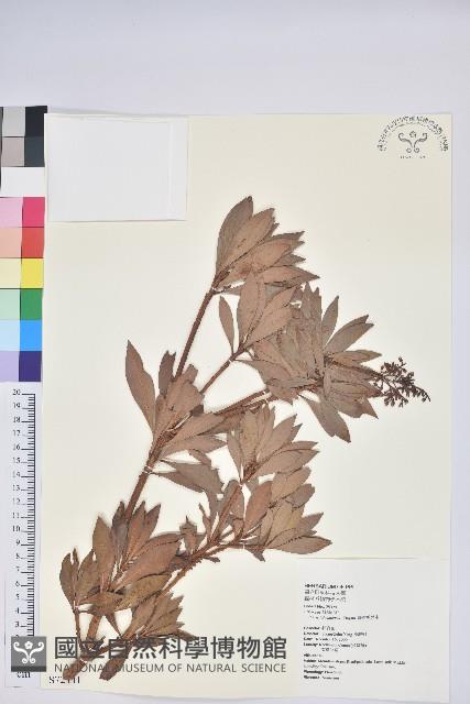 臺灣馬醉木藏品圖，第1張