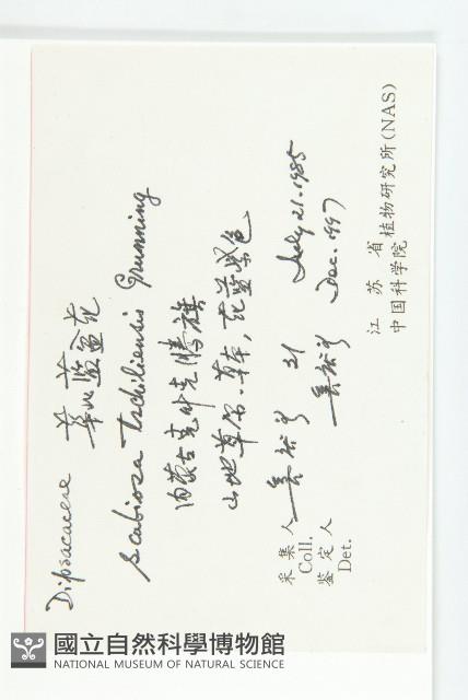 華北藍盆花藏品圖，第2張