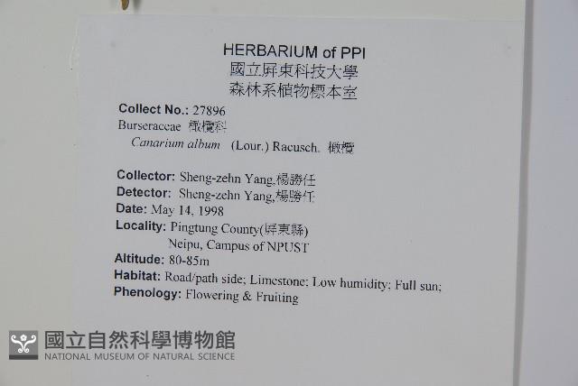 橄欖藏品圖，第2張