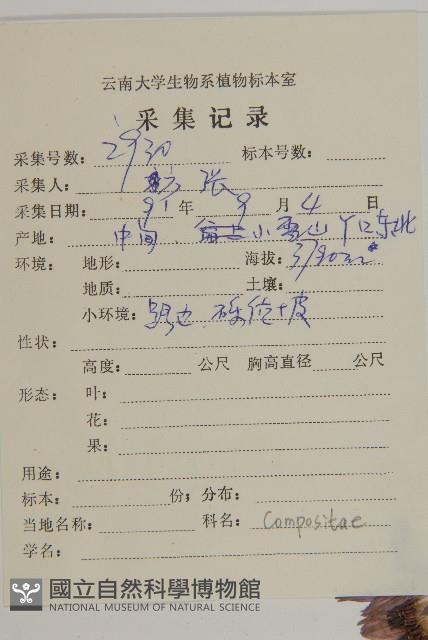 紅頭垂頭菊藏品圖，第2張