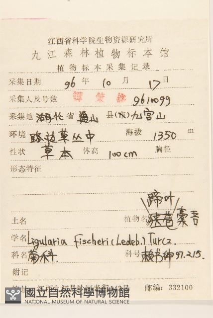 狹苞橐吾藏品圖，第2張