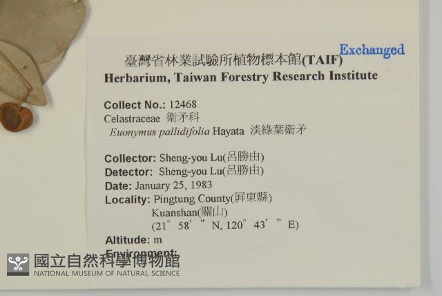 淡綠葉衛矛藏品圖，第2張