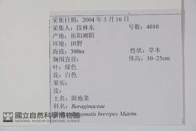 附地菜藏品圖，第2張