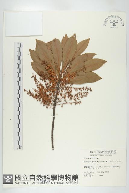 杜英、山杜英、蘭嶼杜英藏品圖，第1張