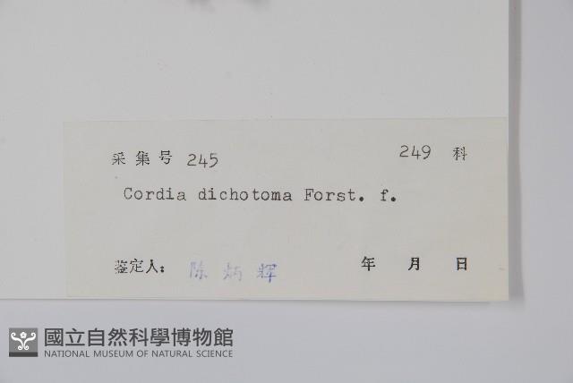 破布子藏品圖，第2張