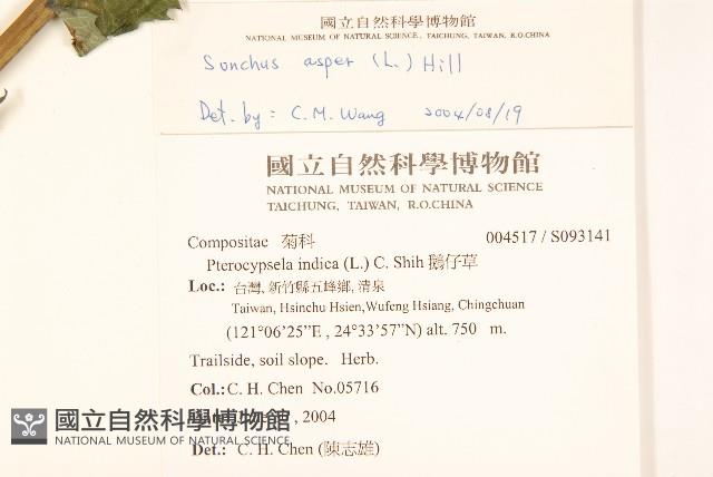 鬼苦苣菜藏品圖，第2張