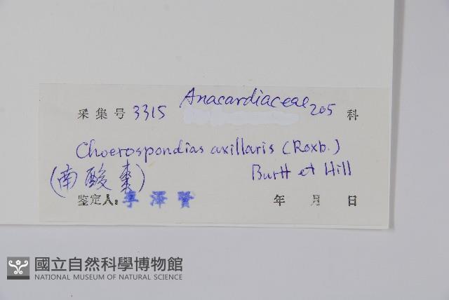 南酸棗藏品圖，第2張