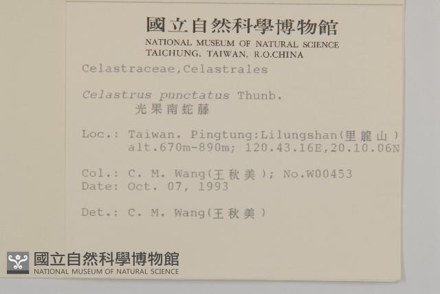 光果南蛇藤藏品圖，第2張