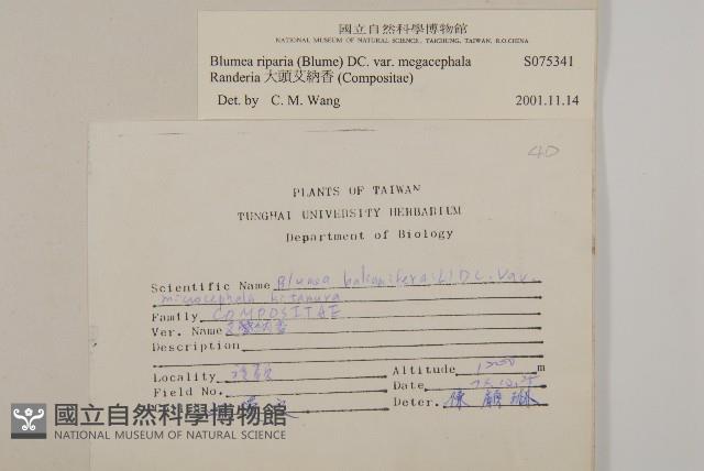 大頭艾納香藏品圖，第2張