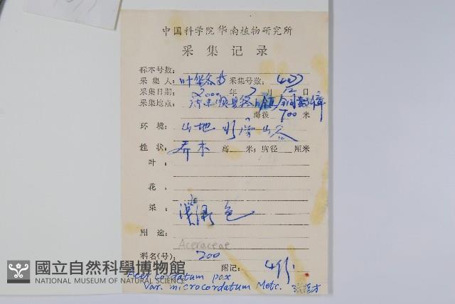 小紫果槭藏品圖，第2張