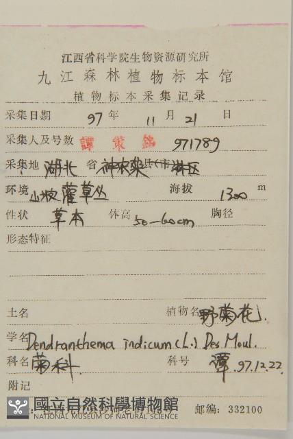 油菊、野菊藏品圖，第2張