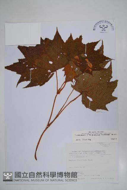 裂葉秋海棠藏品圖，第1張