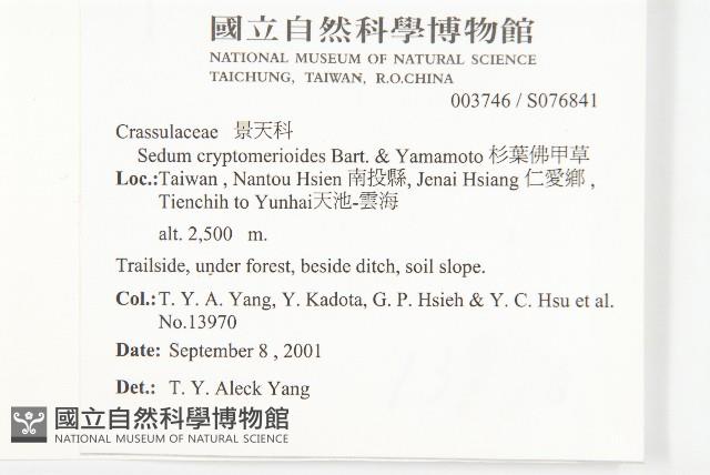 杉葉佛甲草藏品圖，第2張