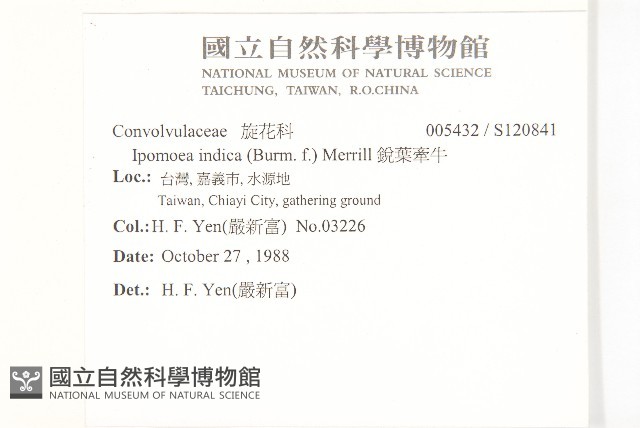 銳葉牽牛藏品圖，第2張